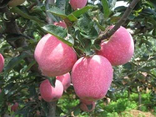 秋之终章冬之序曲 米谷满仓秋色斑斓——“中国天气”公益助农霜降名录发布